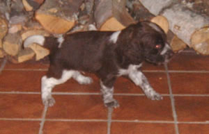 eagle.jpg (19891 bytes)
