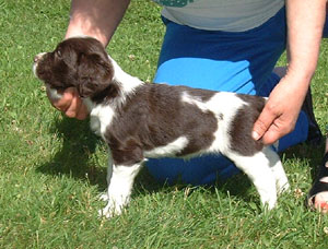 wilma5v3.jpg (37372 bytes)