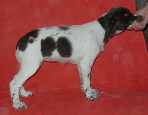 annie12v1.jpg (20563 bytes)