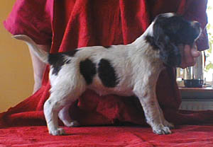 annie5v1.jpg (20497 bytes)