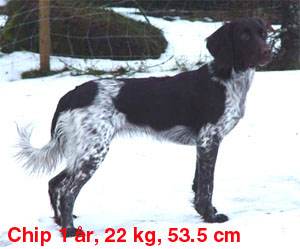 chip1ar.jpg (28671 bytes)