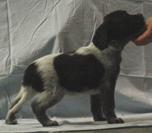 hugo6_5v1.jpg (22991 bytes)