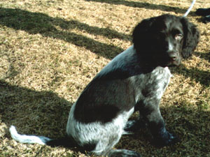 hugo_maj01_1.jpg (37481 bytes)