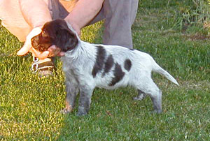 pippi5v1.jpg (36042 bytes)