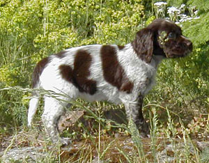 tanja6v1.jpg (45012 bytes)