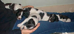 valpar4v4.jpg (15964 bytes)